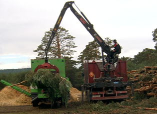 Estudo indica que o aproveitamento de biomassa florestal para fins energéticos é rentável