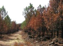 Biomassa florestal: contributo para a gestão florestal e prevenção de incêndios 